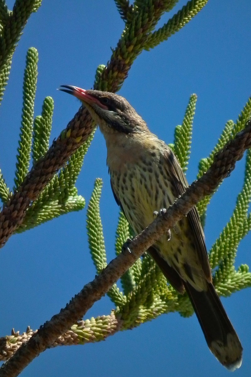 Spiny-cheeked Honeyeater - ML644743328