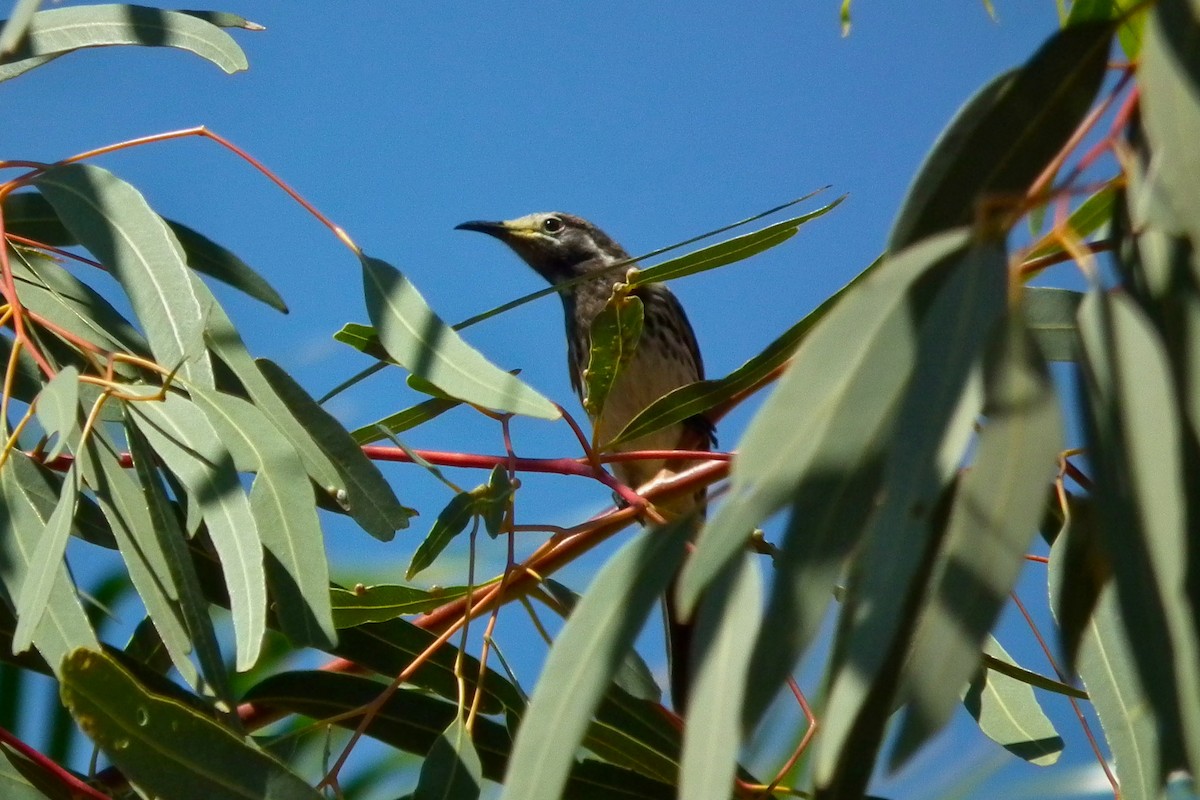 White-fronted Honeyeater - ML644743329