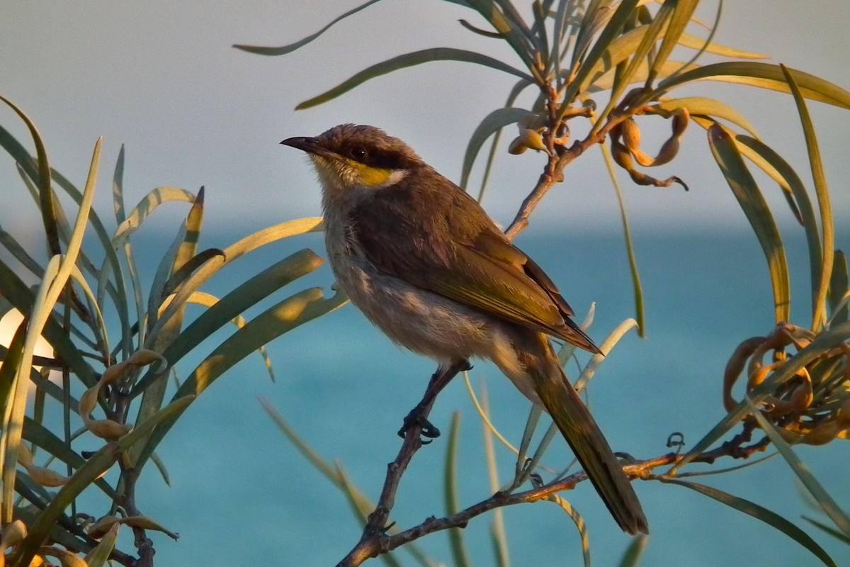 Singing Honeyeater - ML644743330