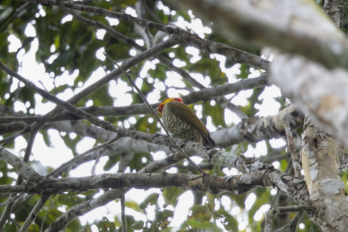 Yellow-throated Woodpecker - ML644743331