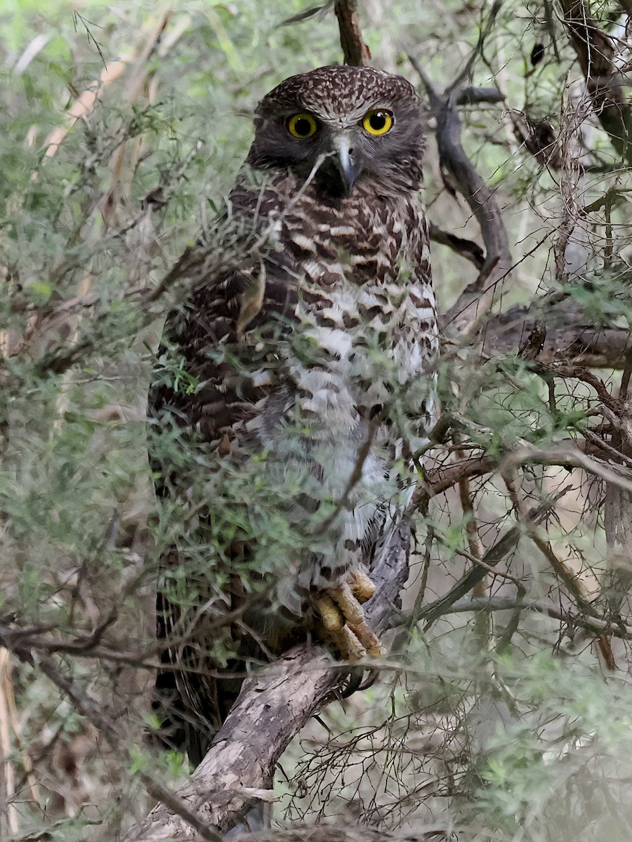 Powerful Owl - ML644743333