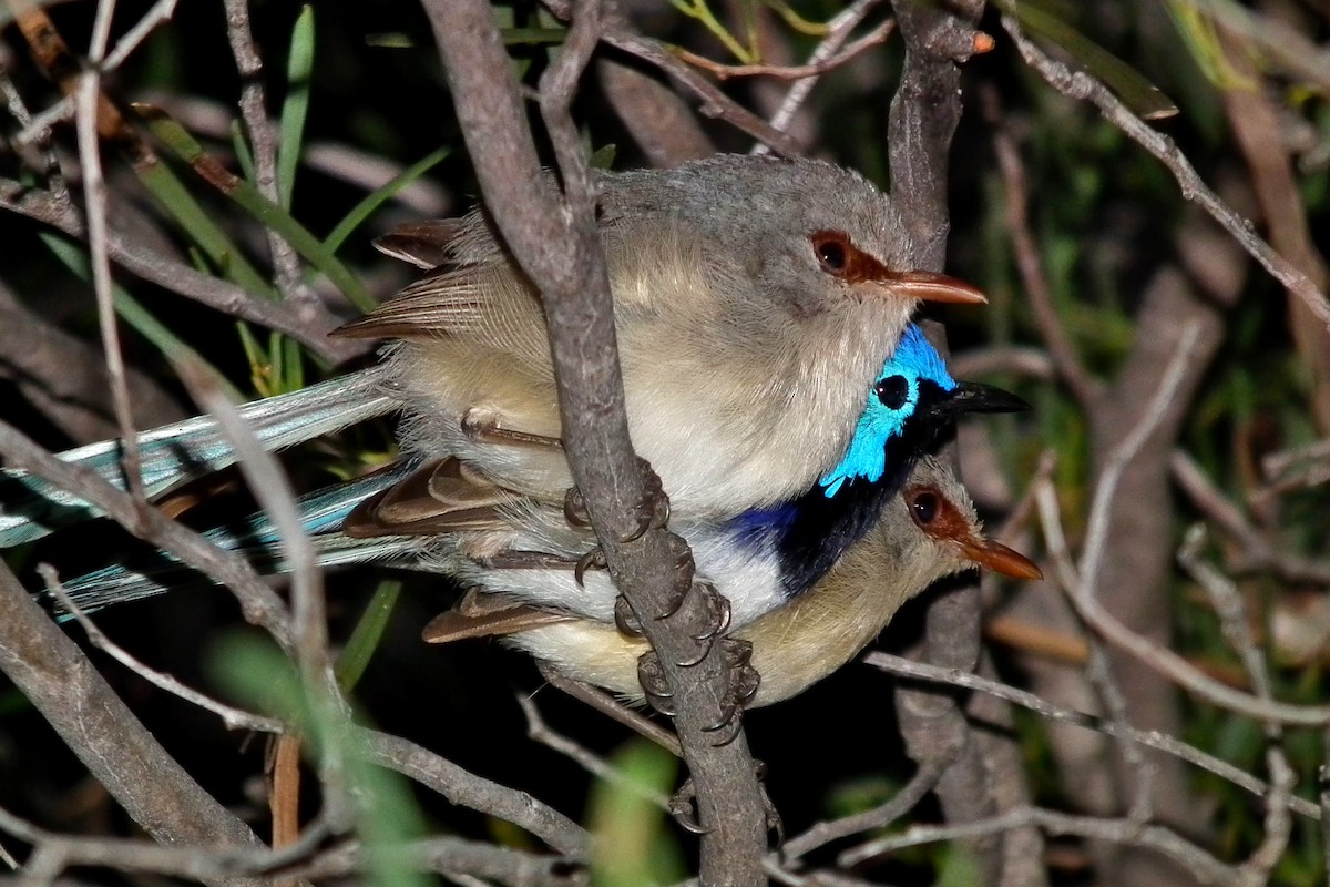 Purple-backed Fairywren - ML644743334