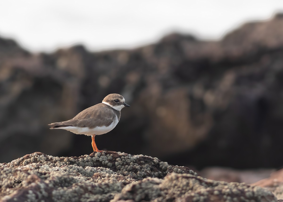 Common Ringed Plover - ML644743335
