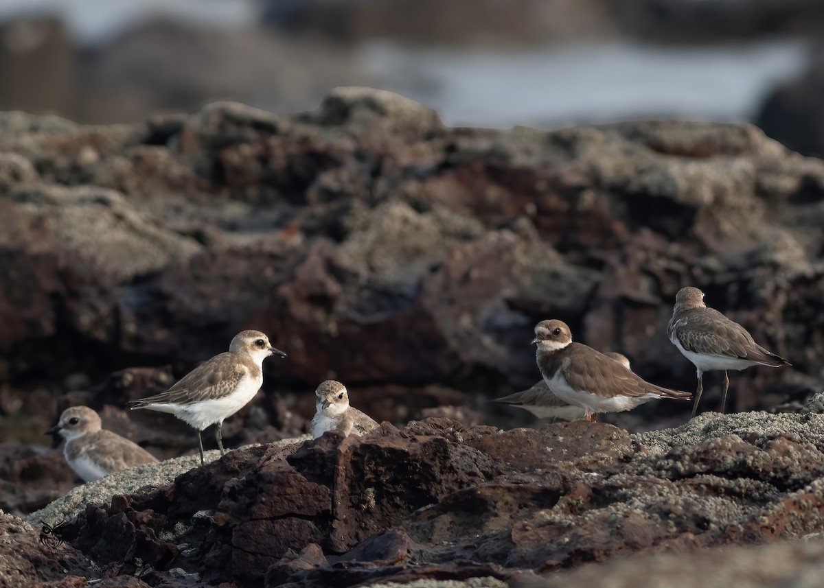 Common Ringed Plover - ML644743336