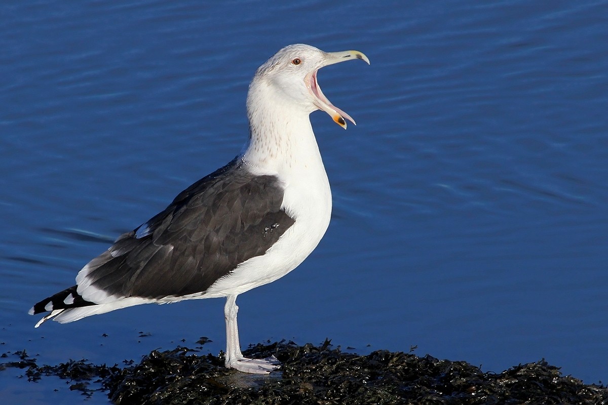 Great Black-backed Gull - ML644743337