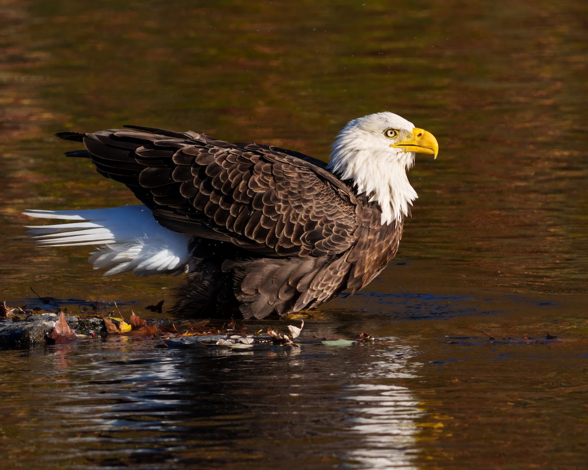 Bald Eagle - ML644743338