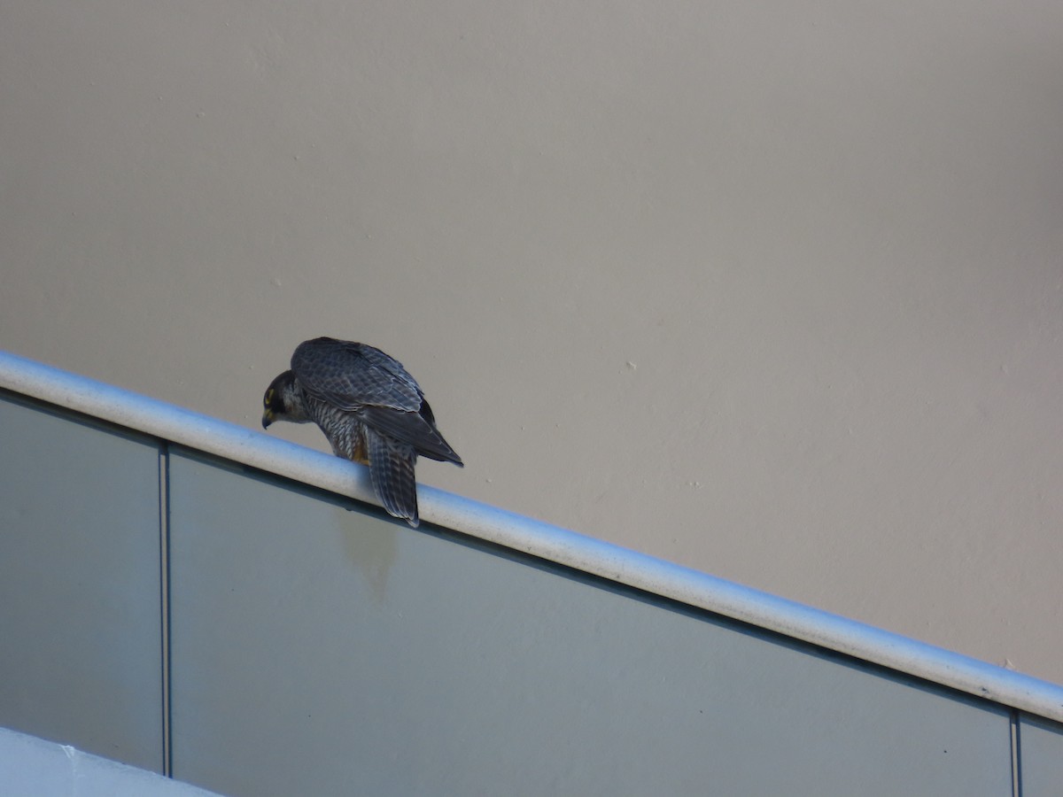 Peregrine Falcon - ML644743340