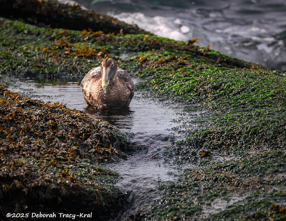 Common Eider - ML644743343