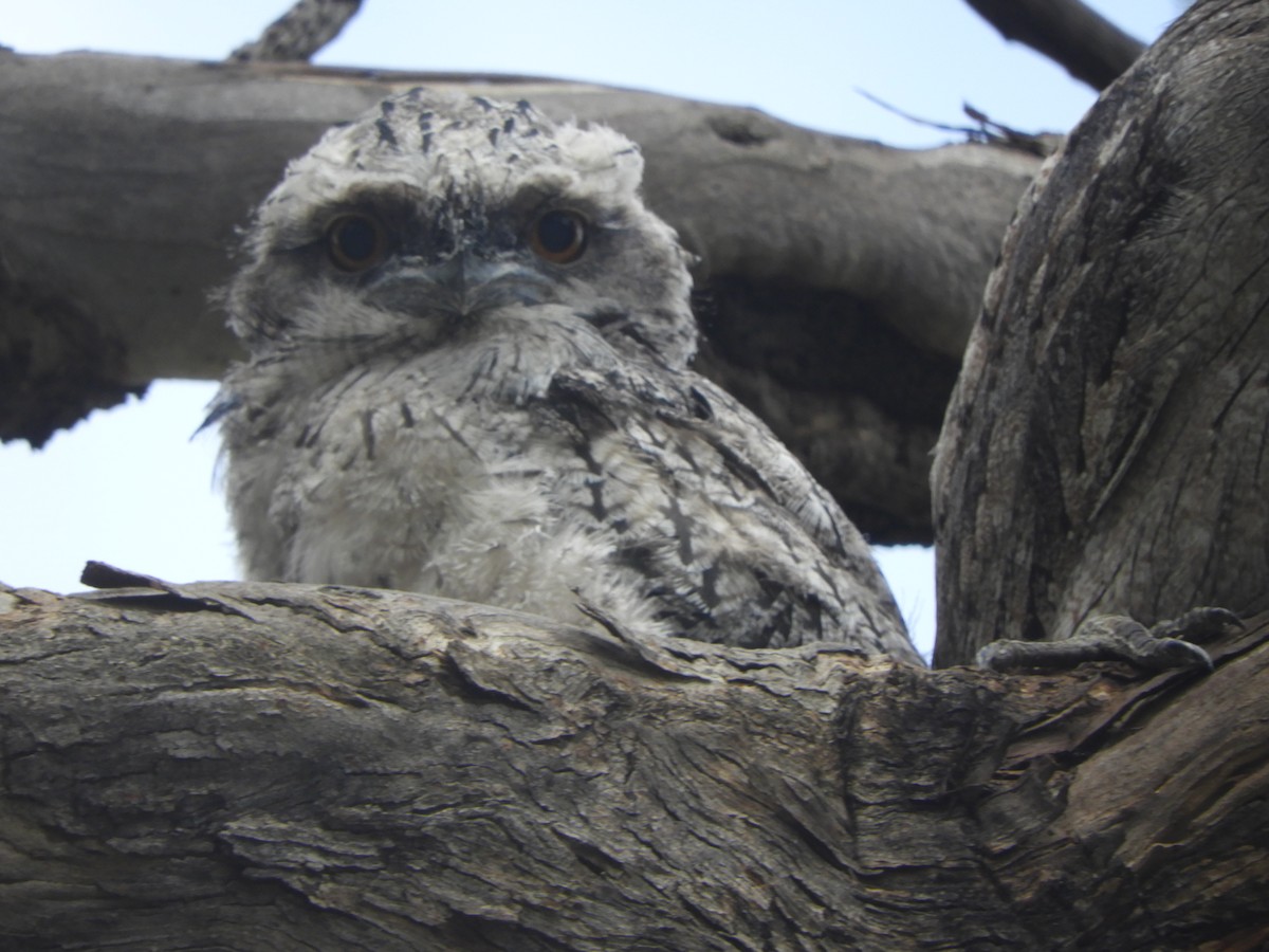 Tawny Frogmouth - ML644743344