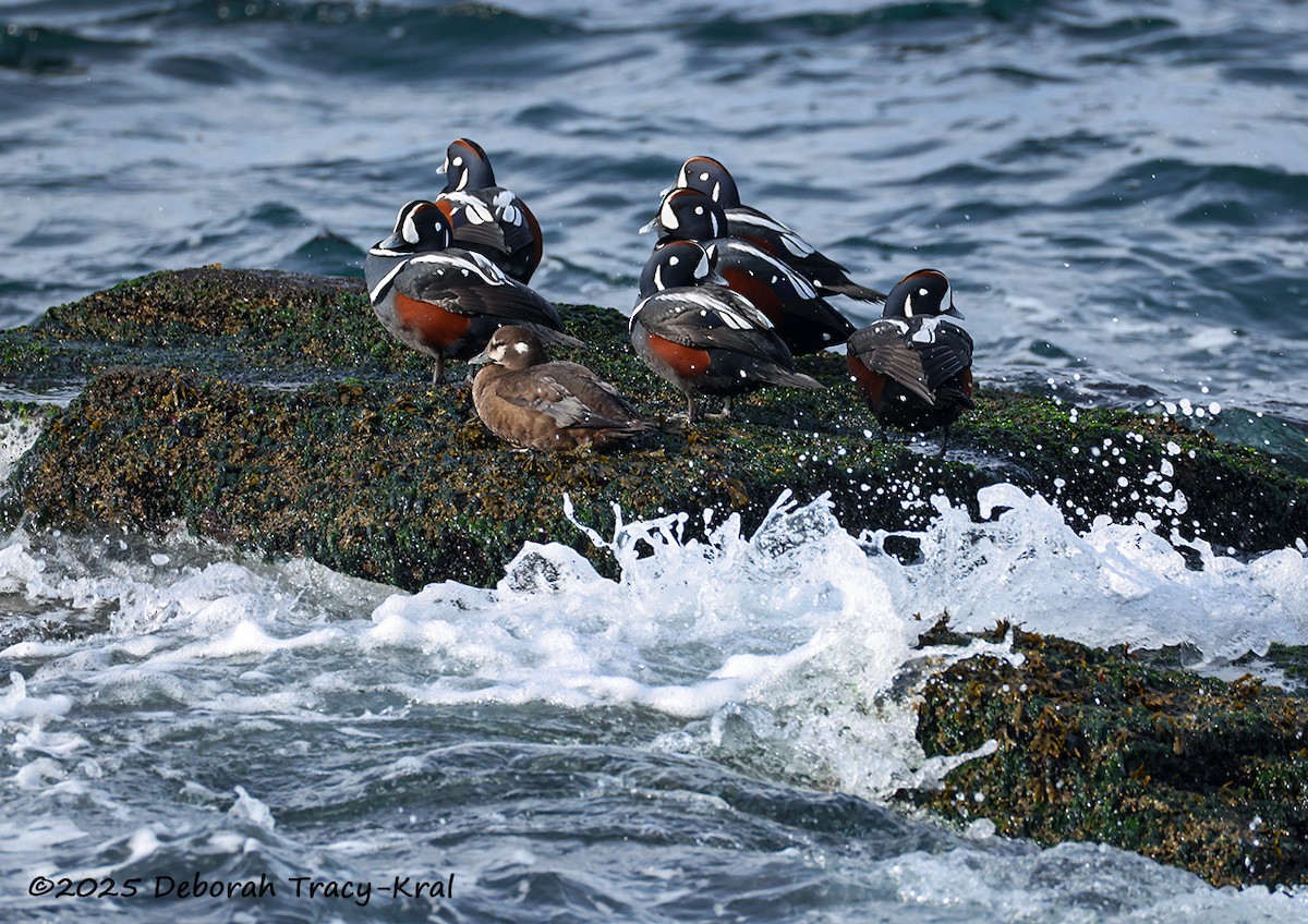 Harlequin Duck - ML644743345