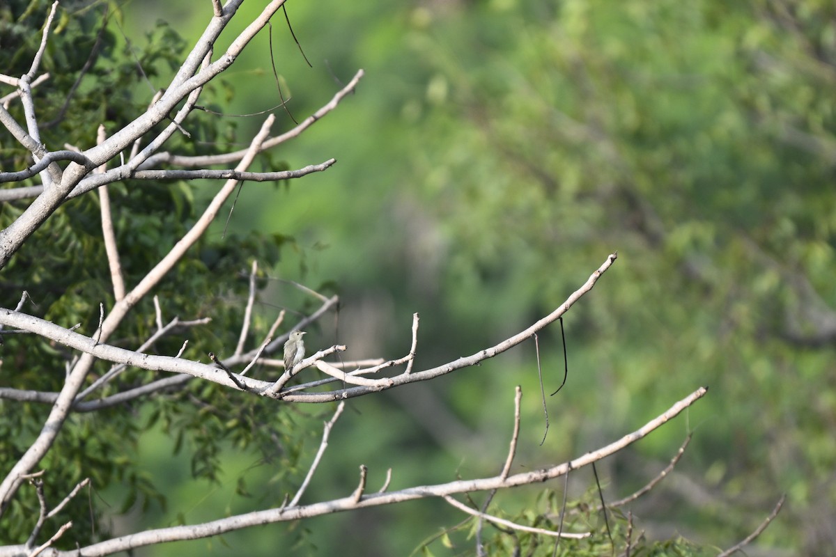 Pale-billed Flowerpecker - ML644743346