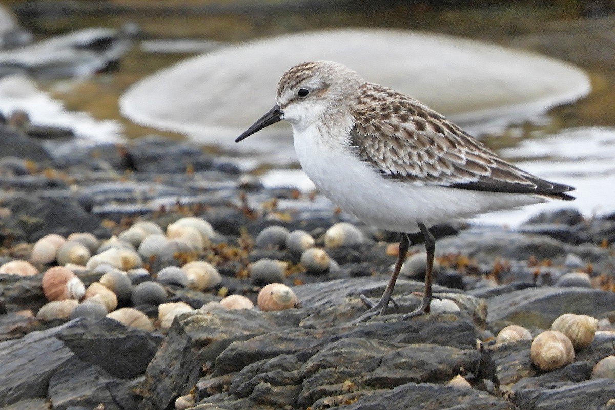 Semipalmated Sandpiper - ML644743351