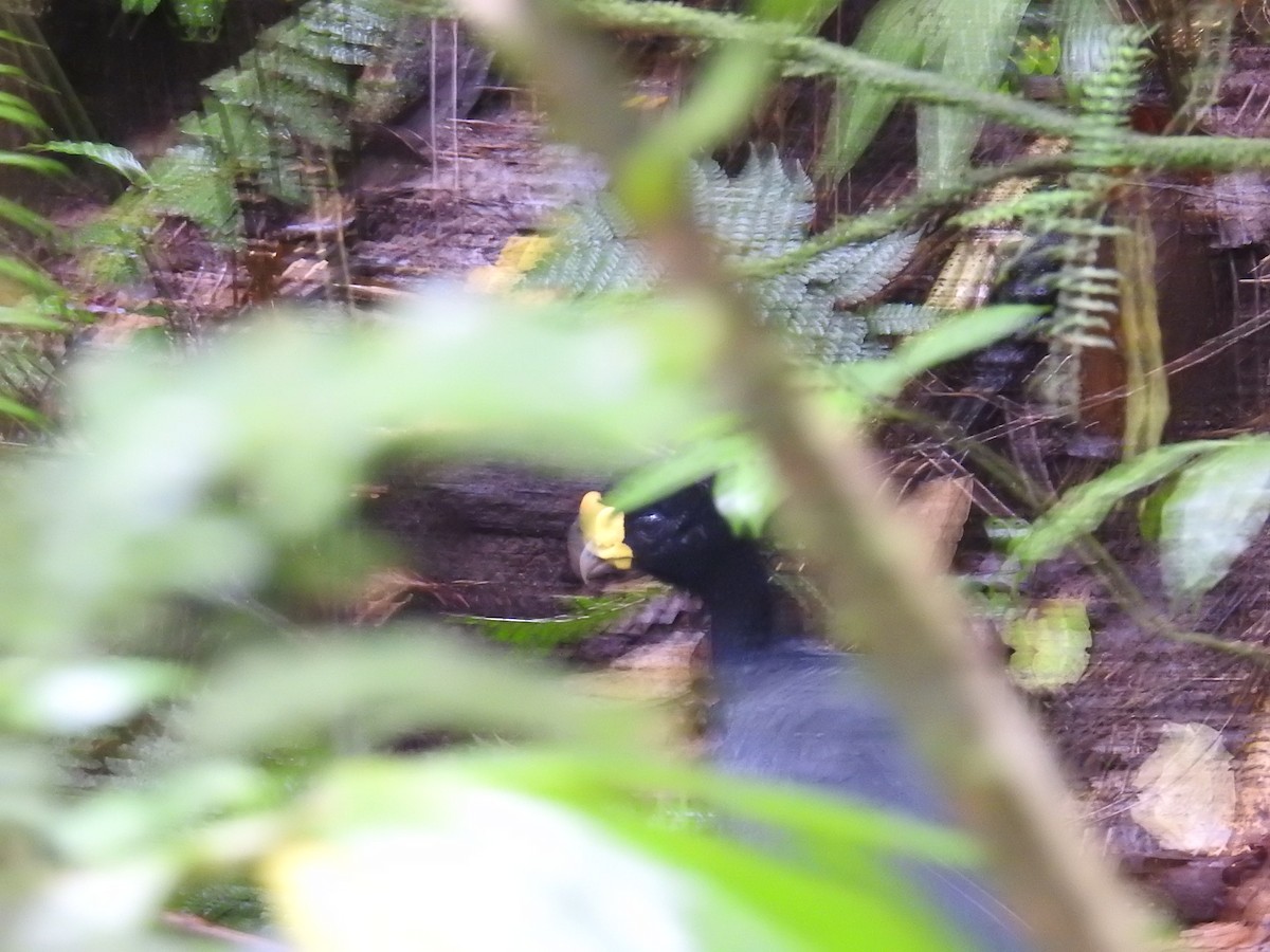 Great Curassow - ML644743352