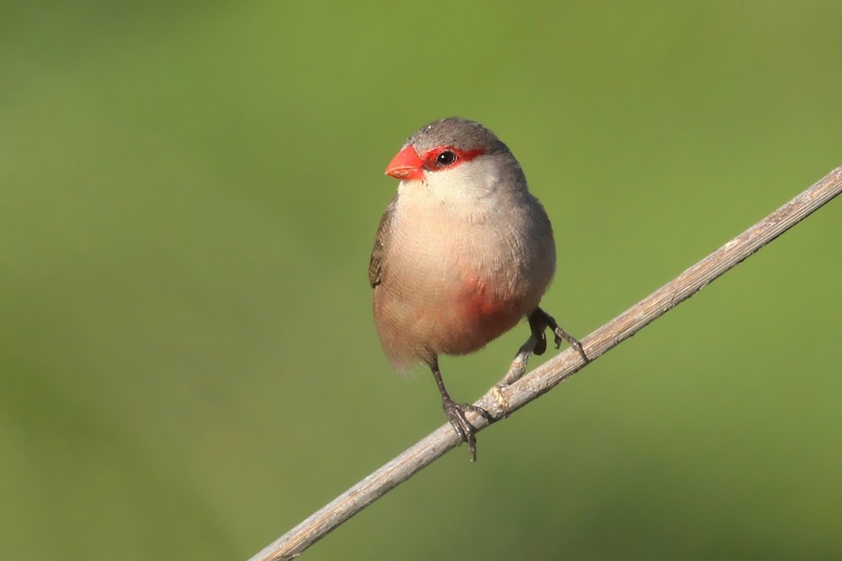 Common Waxbill - ML644743356
