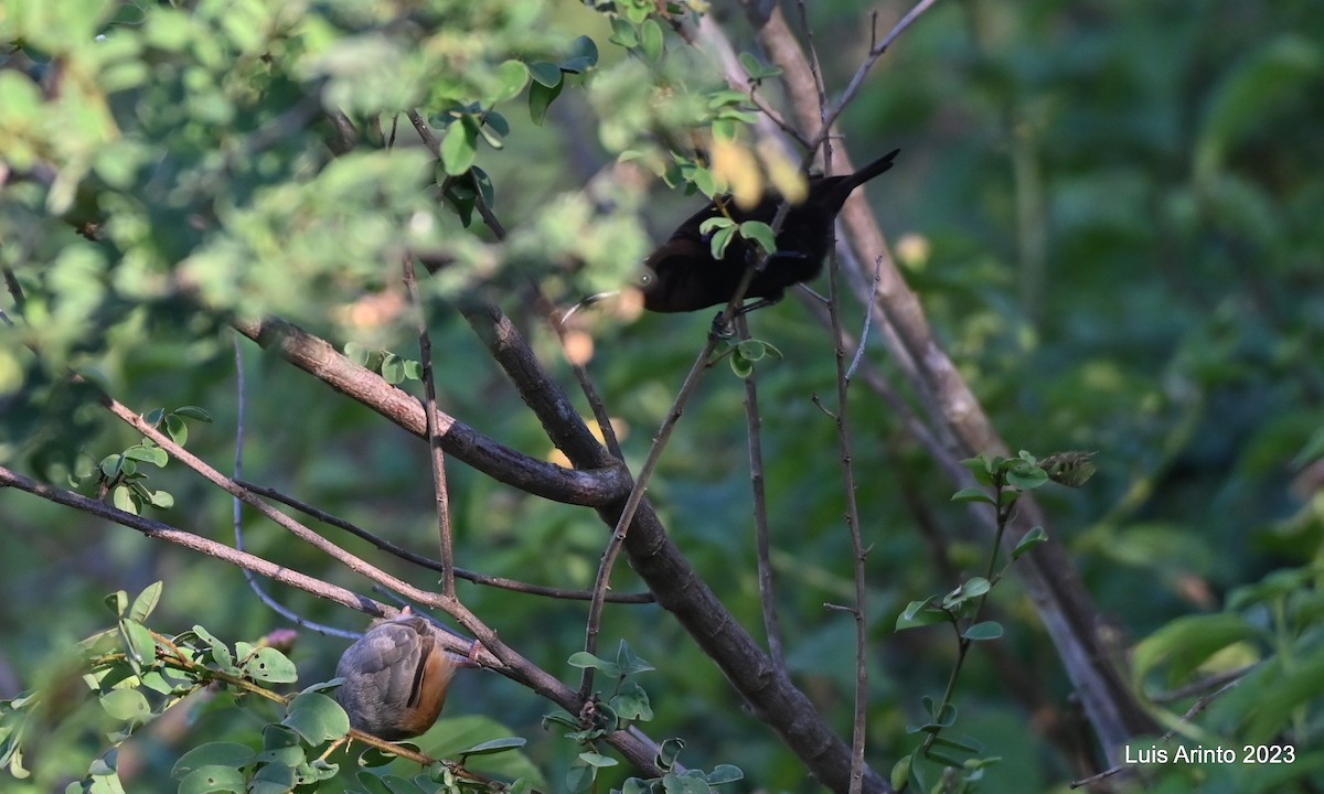 Amethyst Sunbird - ML644743357