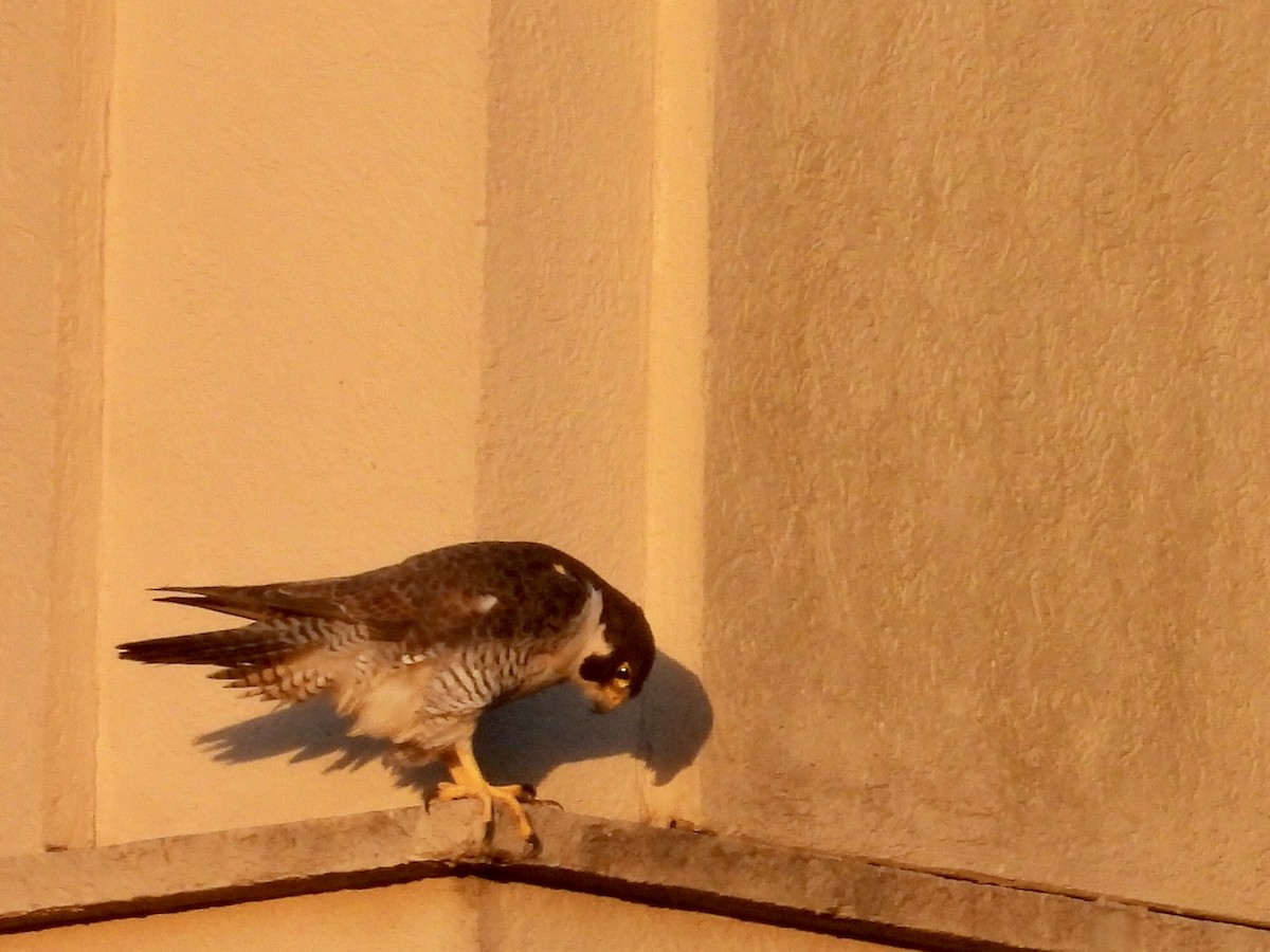 Peregrine Falcon - ML644743358