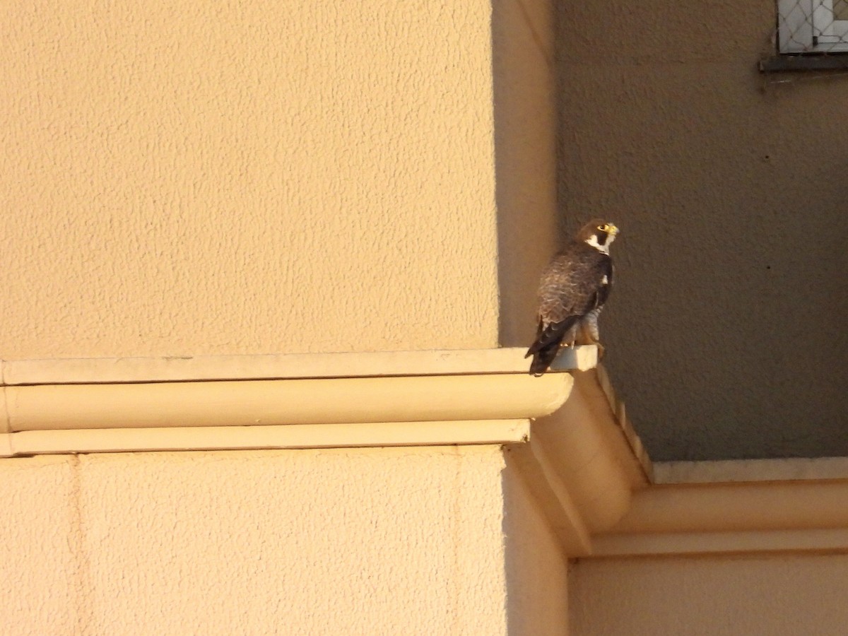 Peregrine Falcon - ML644743359