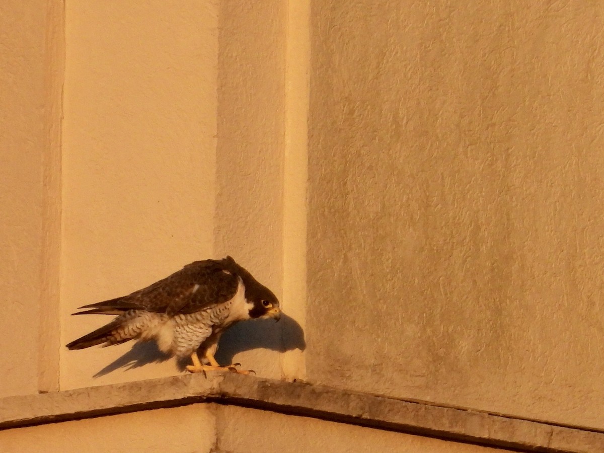 Peregrine Falcon - ML644743360