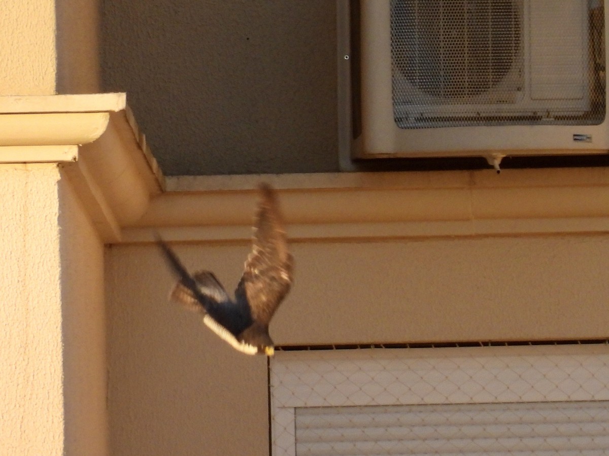 Peregrine Falcon - ML644743361