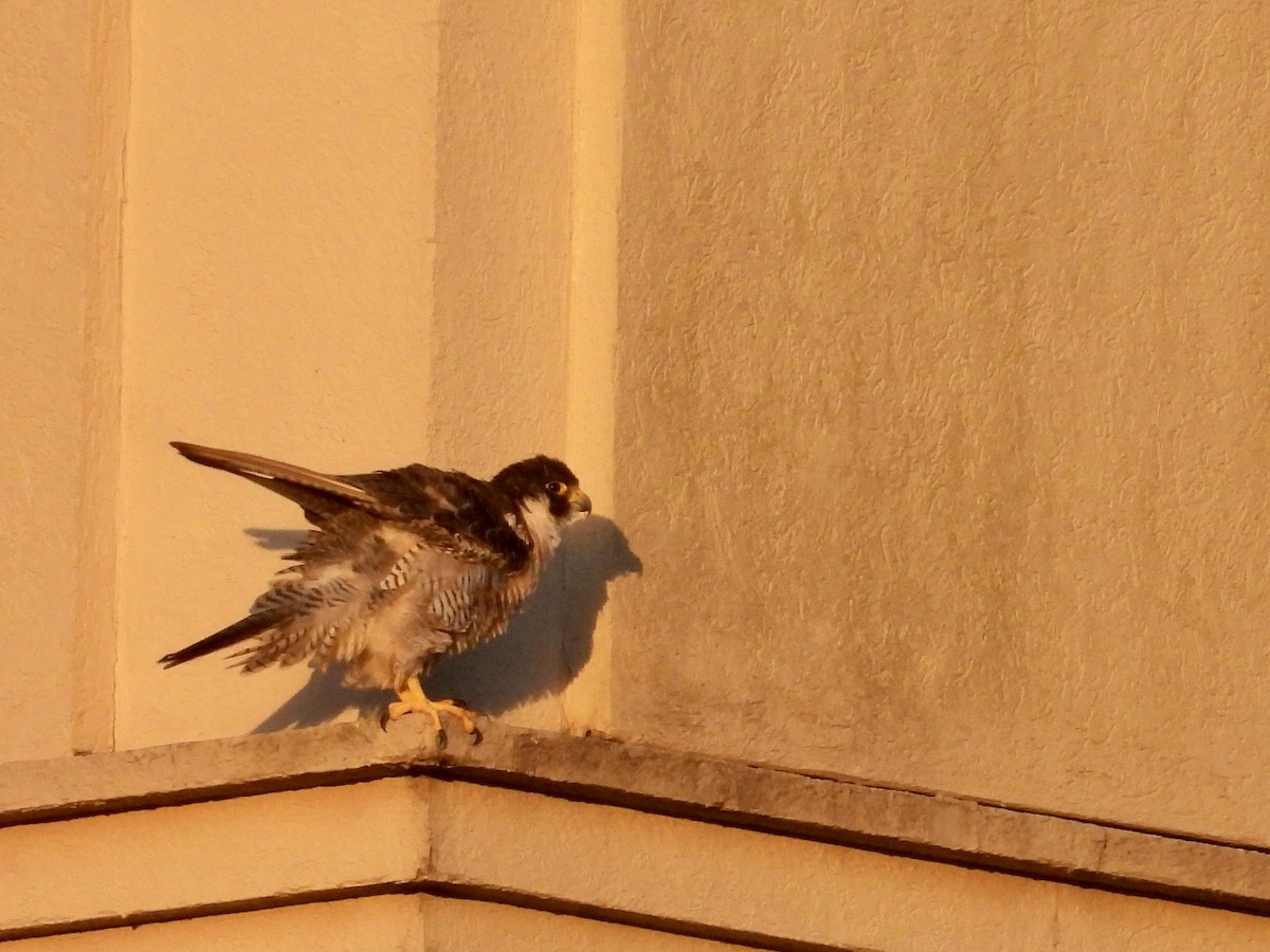 Peregrine Falcon - ML644743362