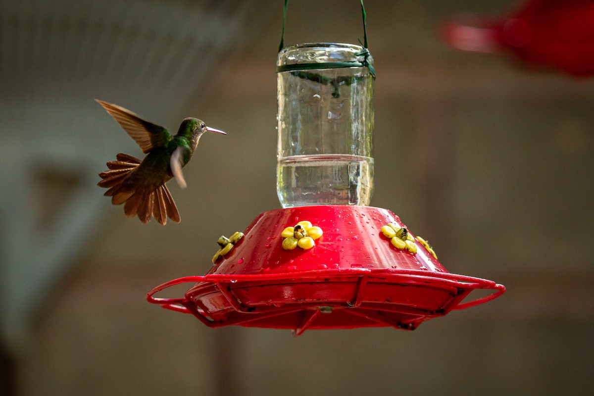 Green-bellied Hummingbird - ML644743364
