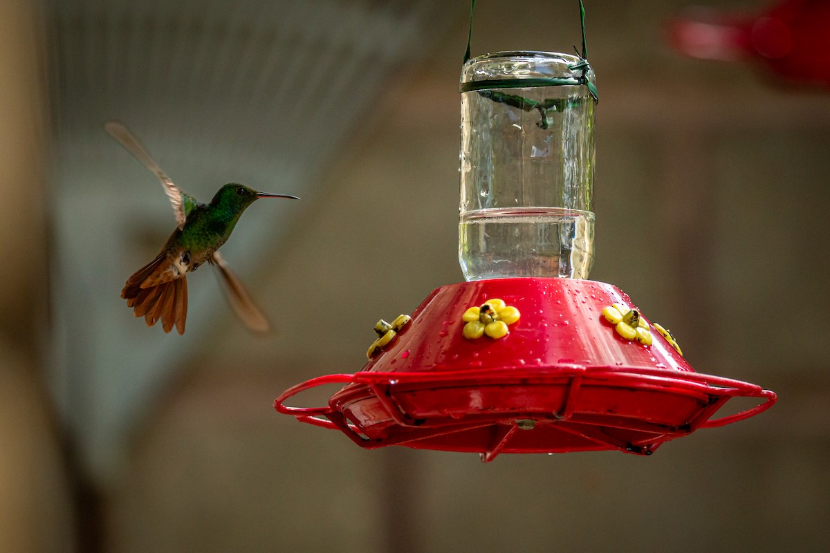 Green-bellied Hummingbird - ML644743365