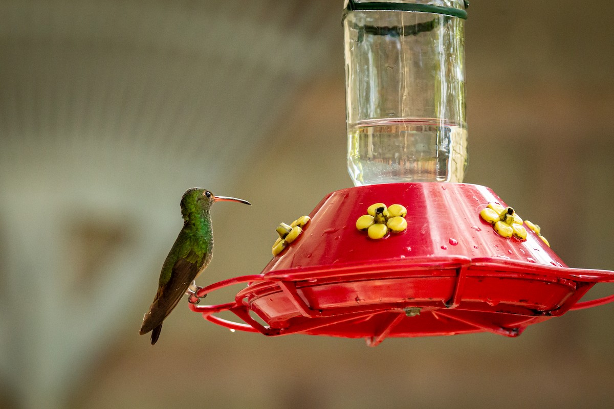 Rufous-tailed Hummingbird - ML644743366