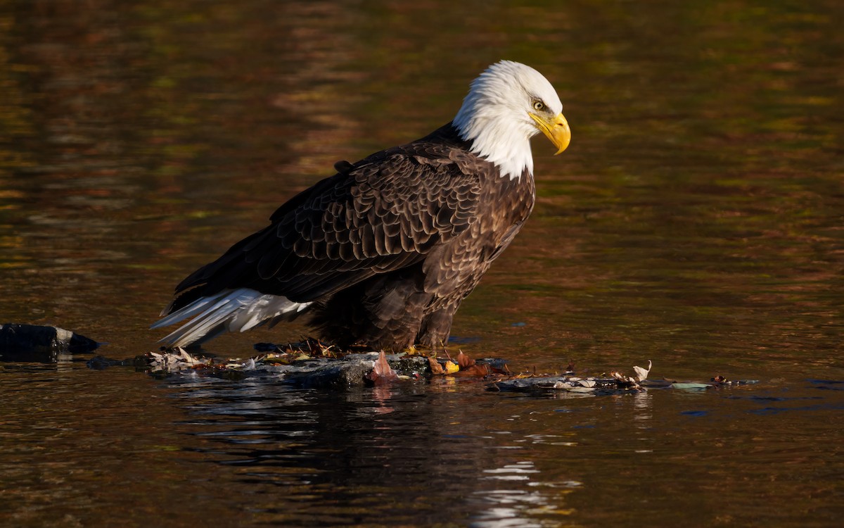 Pygargue à tête blanche - ML644743374