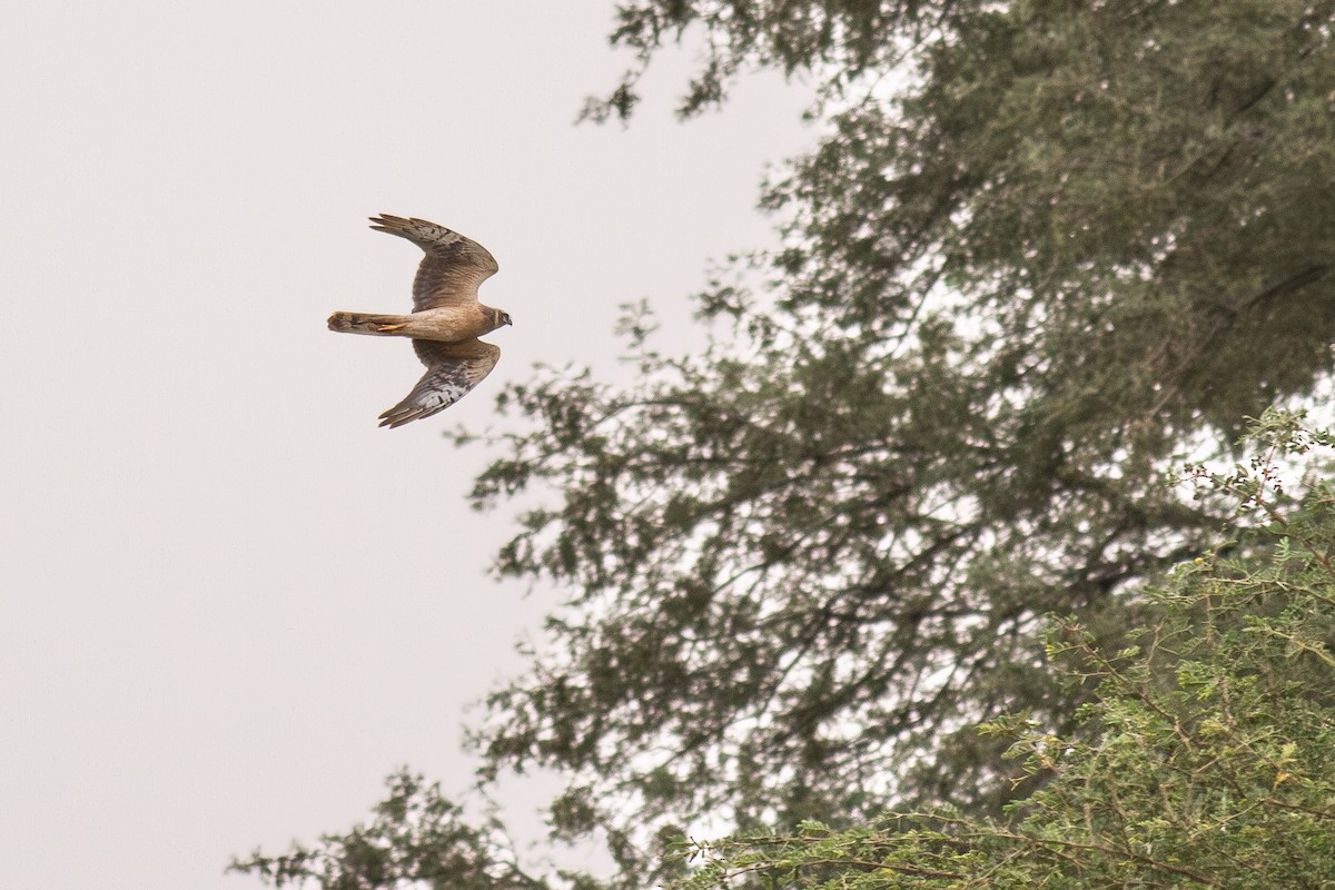 Pallid Harrier - ML644743375