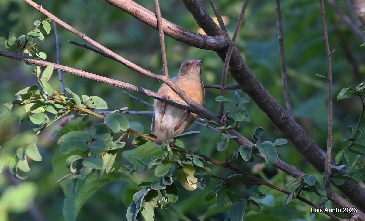 Red-faced Crombec - ML644743382