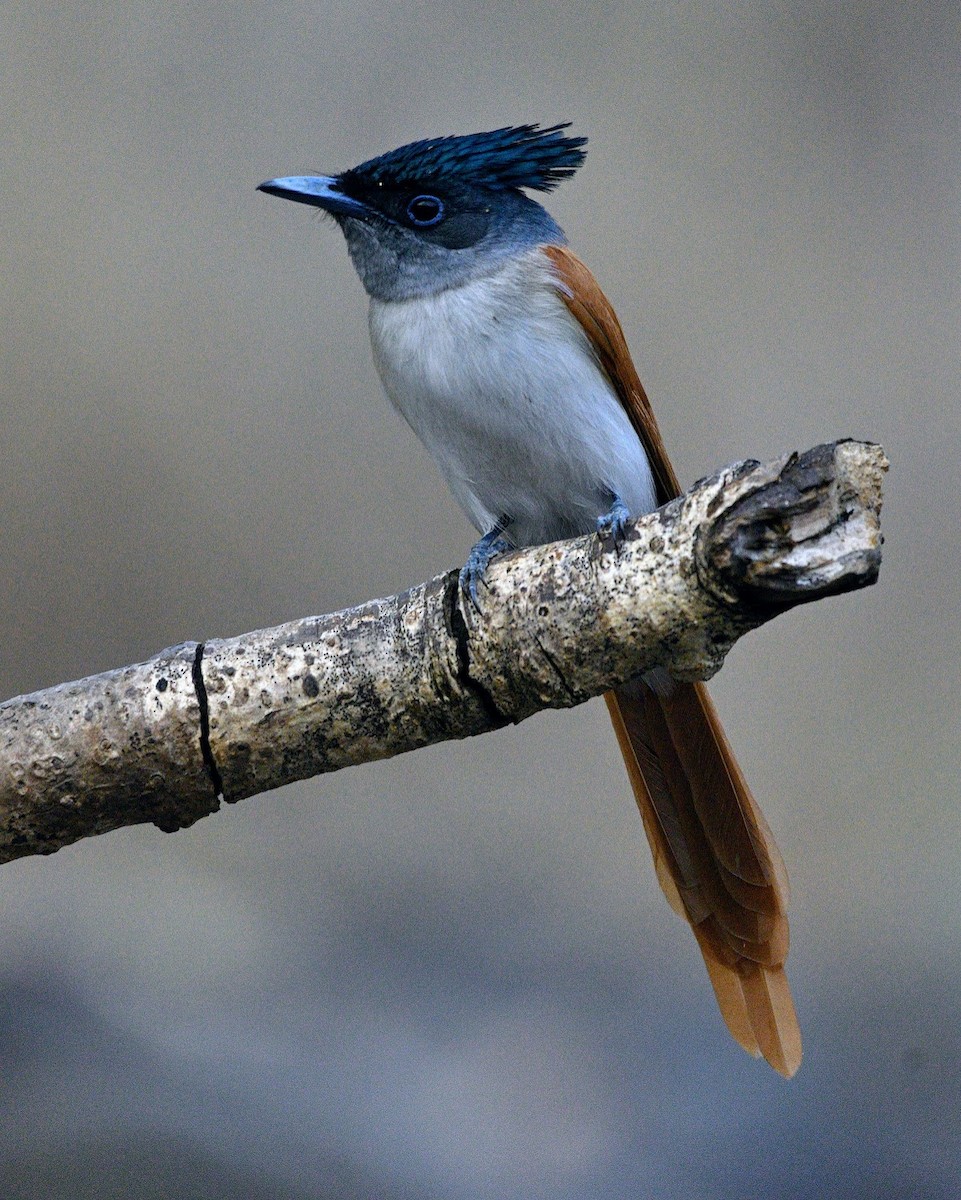 Indian Paradise-Flycatcher - ML644743389