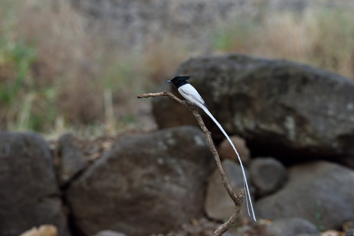 Indian Paradise-Flycatcher - ML644743390