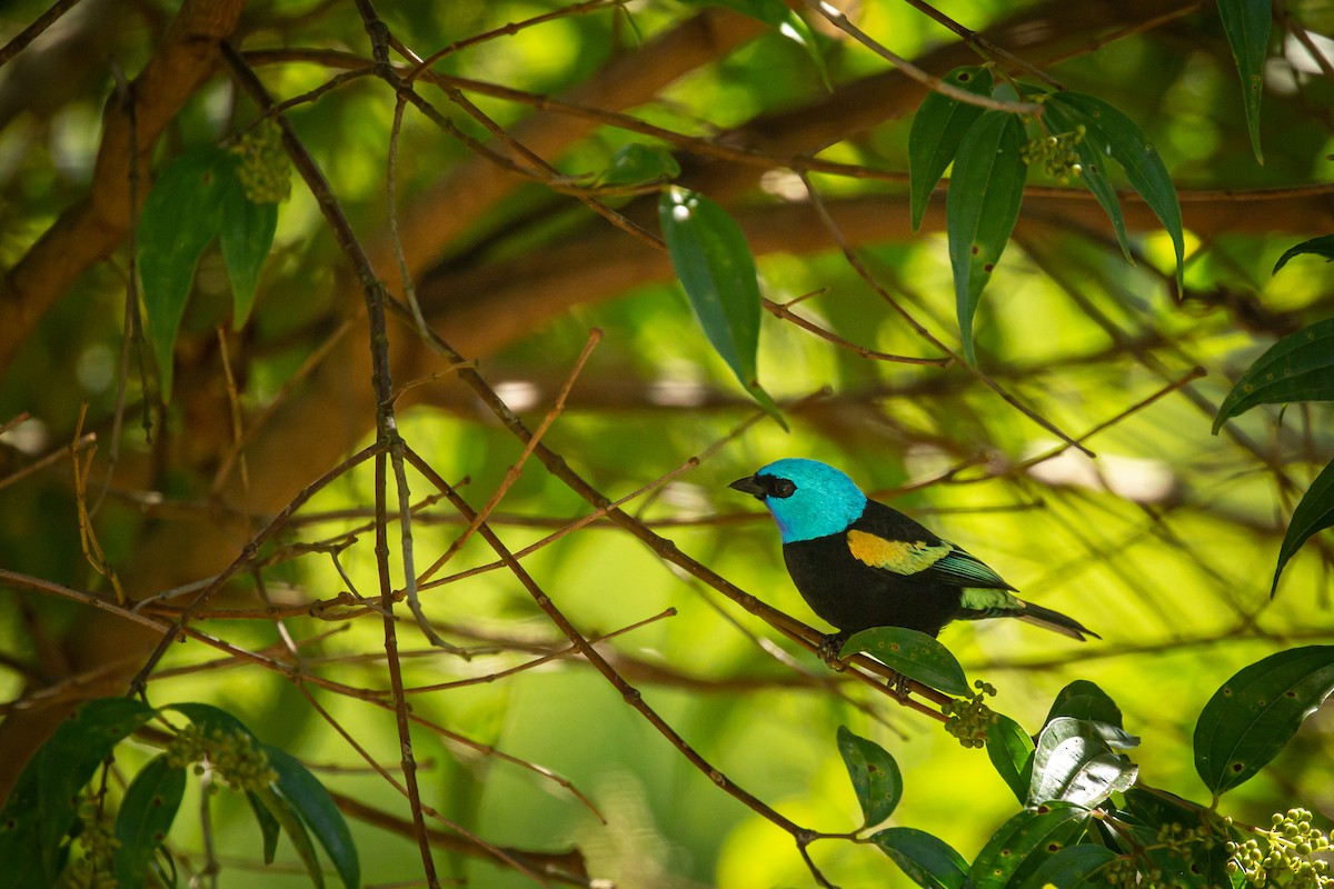 Танагра блакитношия - ML644743394