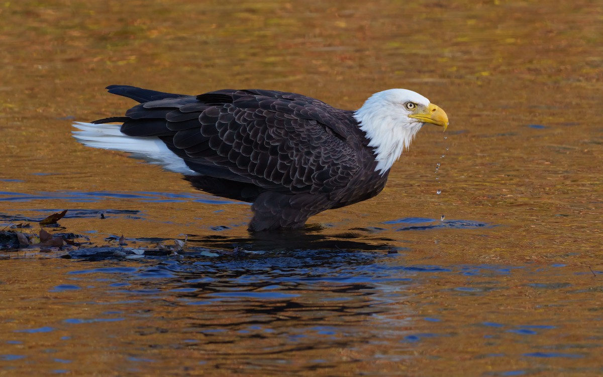 Pygargue à tête blanche - ML644743395