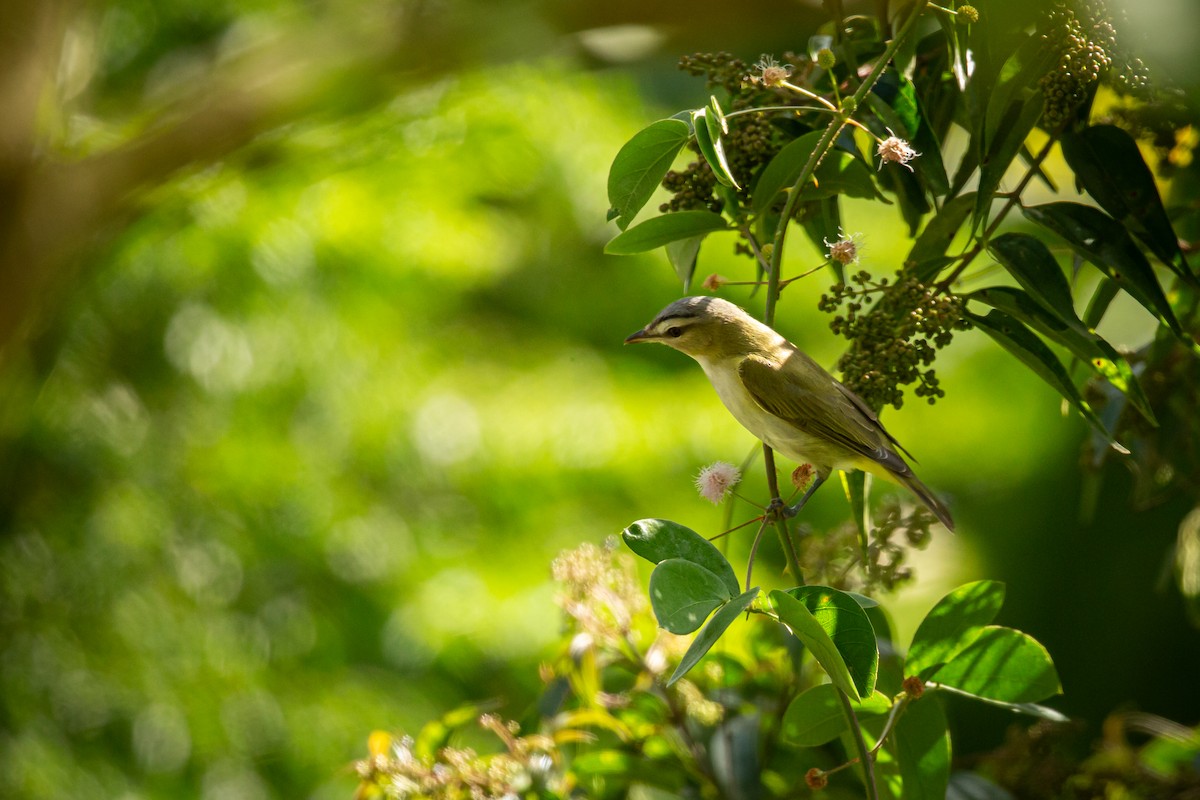 Красноглазый виреон - ML644743400
