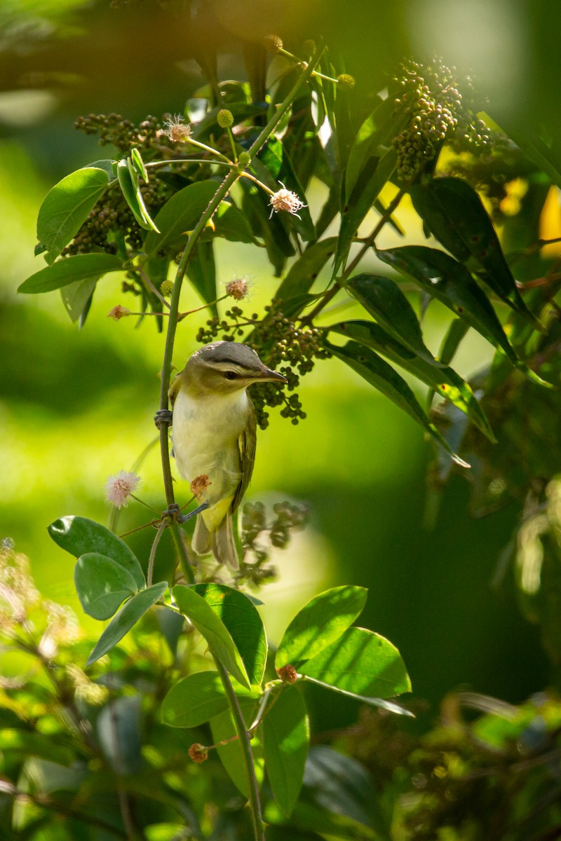Красноглазый виреон - ML644743401