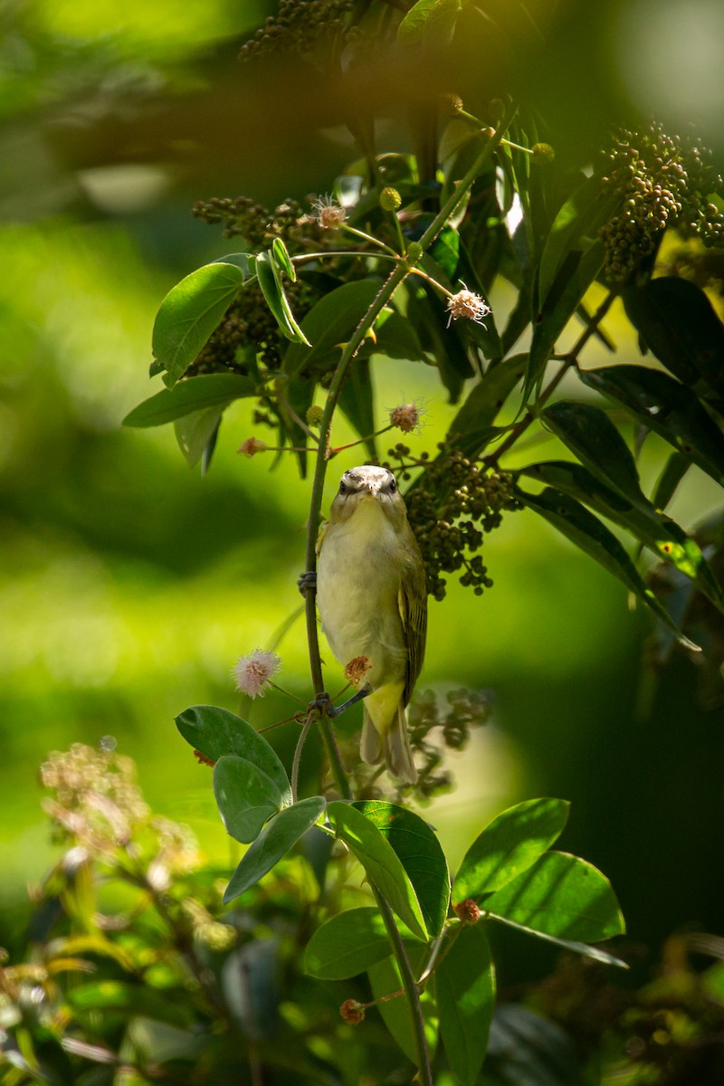 Красноглазый виреон - ML644743402