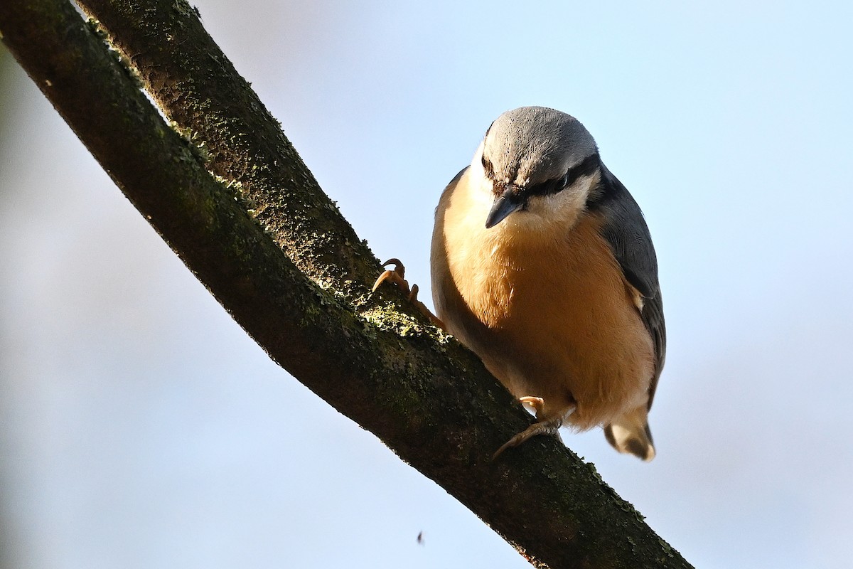 Повзик звичайний - ML644743403