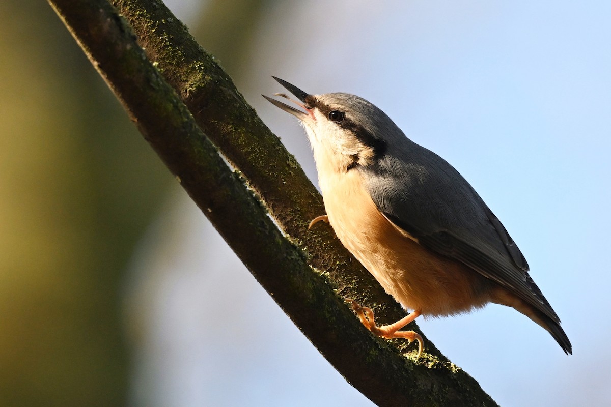 Повзик звичайний - ML644743405