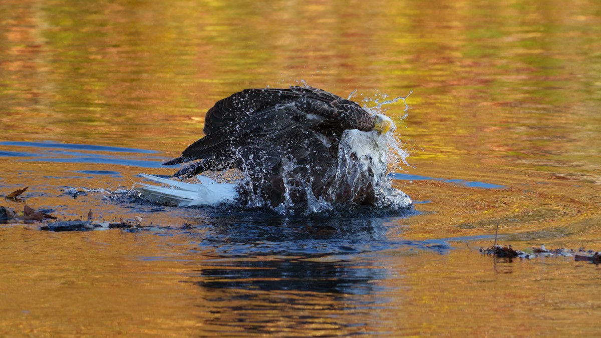 Pygargue à tête blanche - ML644743411