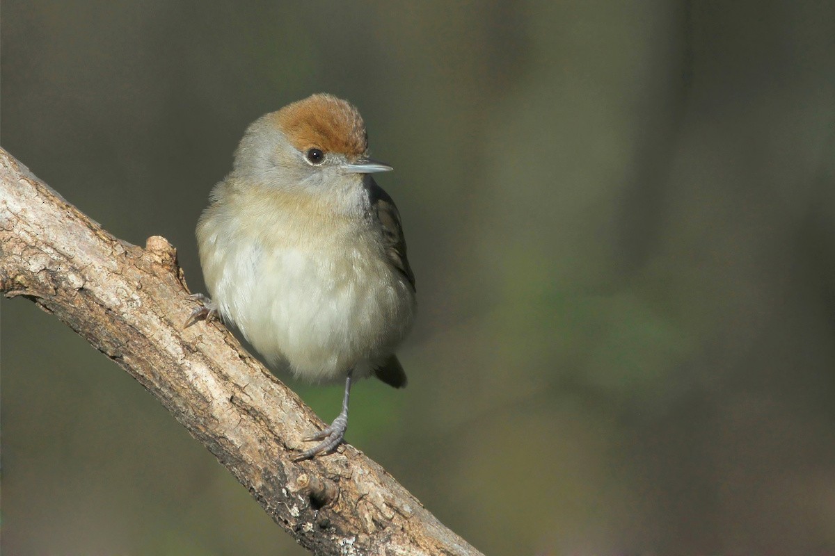 Fauvette à tête noire - ML644743417