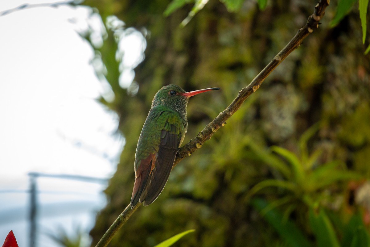 Ariane à ventre vert - ML644743423