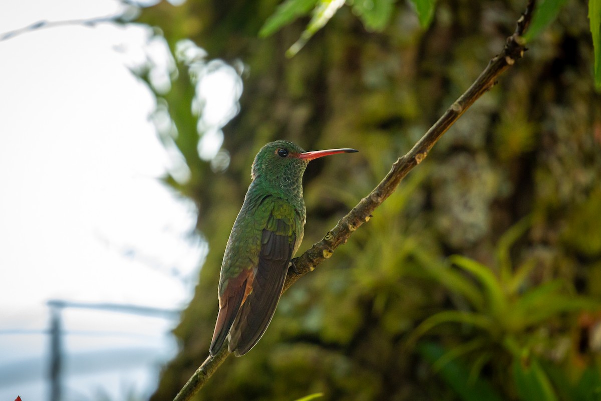 Ariane à ventre vert - ML644743424