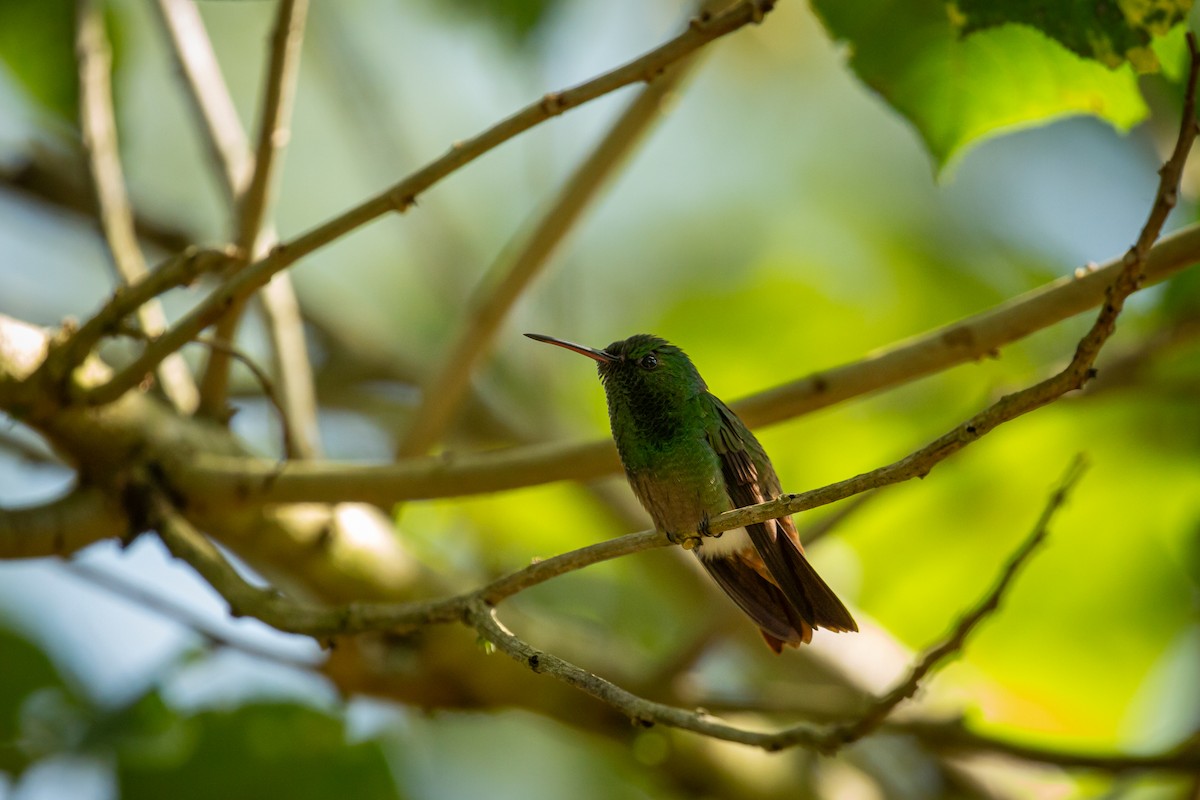Ariane à ventre vert - ML644743425