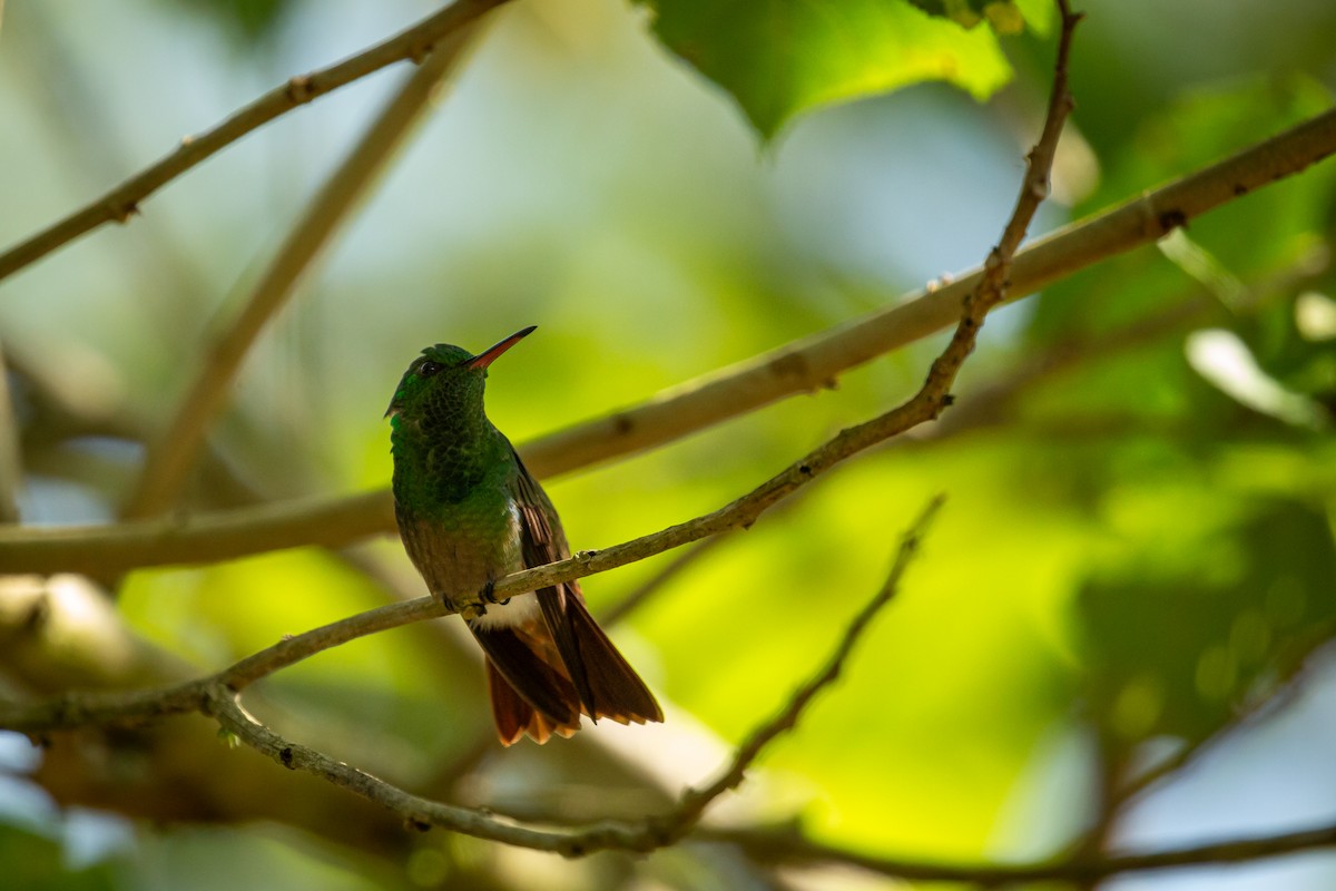 Ariane à ventre vert - ML644743426