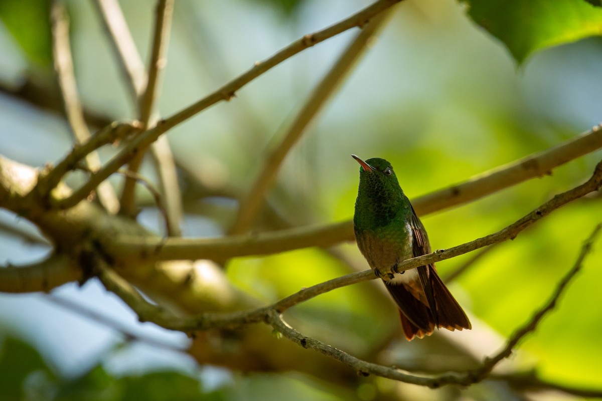 Ariane à ventre vert - ML644743427