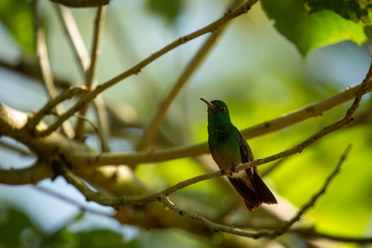 Ariane à ventre vert - ML644743428