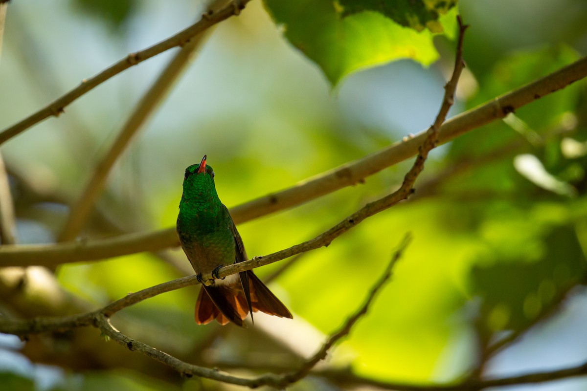 Ariane à ventre vert - ML644743429