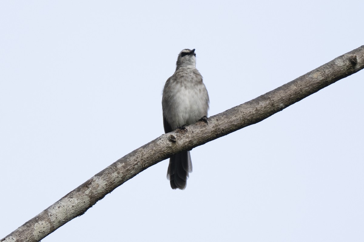 Bulbul goiavier - ML644743430