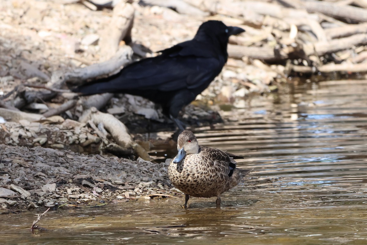 Sarcelle australasienne - ML644743431